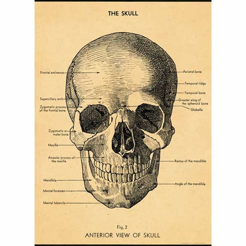 Cavallini Decorative Paper- The Skull 20"x28" Sheet Cavallini Decorative Paper- The Skull 20"x28" Sheet