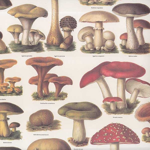Tassotti Paper- Mushrooms 19.5x27.5 Inch Sheet Tassotti Paper - Mushrooms 19.5x27.5 Inch Sheet