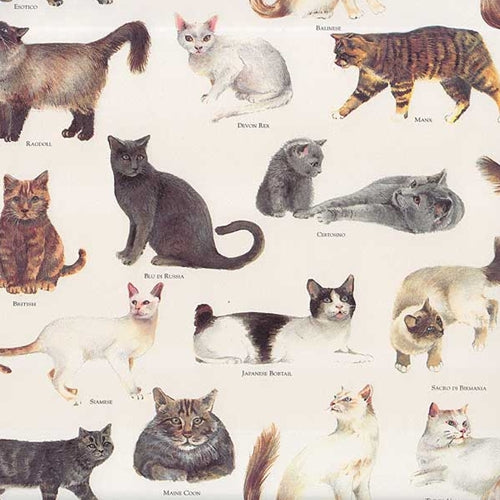 Tassotti Paper- Cats 19.5x27.5 Inch Sheet Tassotti Paper - Cats 19.5x27.5 Inch Sheet