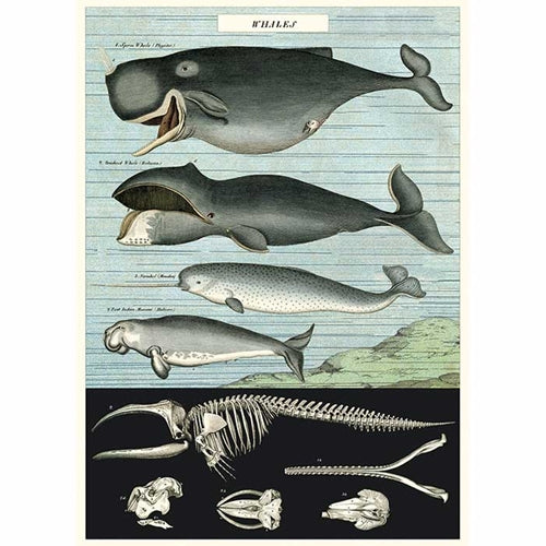 Cavallini Decorative Paper- Whale Chart 20"x28" Sheet Cavallini Decorative Paper- Whale Chart 20"x28" Sheet