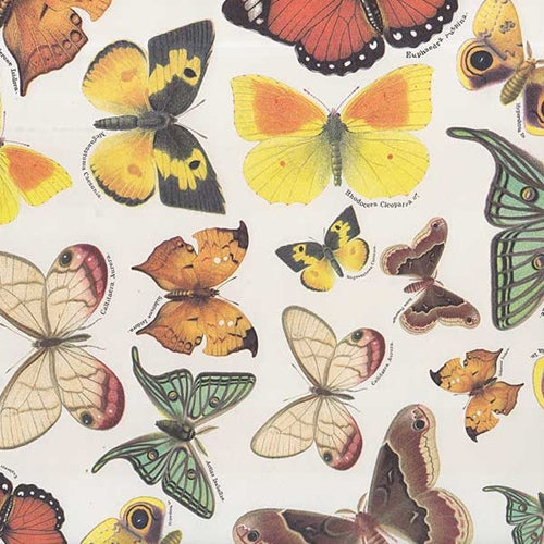 Tassotti Paper- Butterfly Collection 19.5x27.5 Inch Sheet Tassotti Paper - Butterfly Collection 19.5x27.5 Inch Sheet