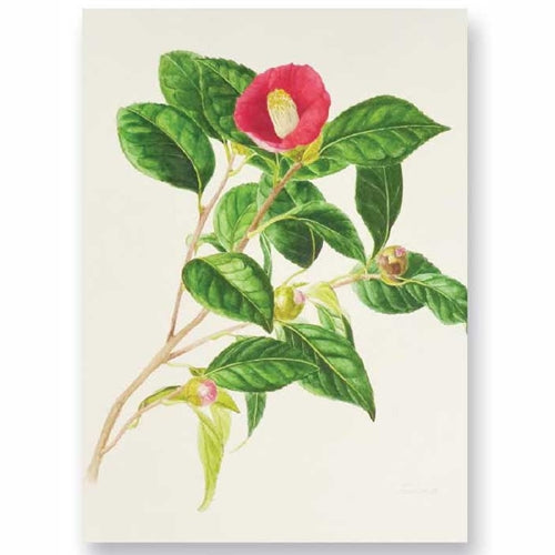 Awagami Editioning Papers from Japan- Hakuho Select 17"x20.5" Awagami Editioning Papers from Japan- Hakuho Select 17"x20.5"
