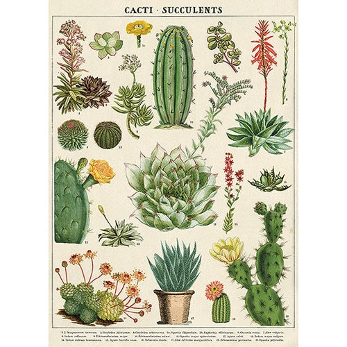 Cavallini Decorative Paper - Cacti &amp; Succulents 20"x28" Sheet Cavallini Decorative Paper - Cacti &amp; Succulents 20"x28" Sheet