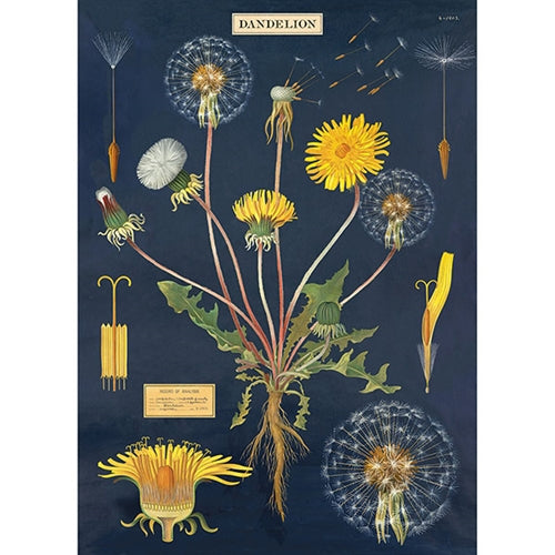 Cavallini Decorative Paper - Dandelion Chart 20"x28" Sheet Cavallini Decorative Paper - Dandelion Chart 20"x28" Sheet