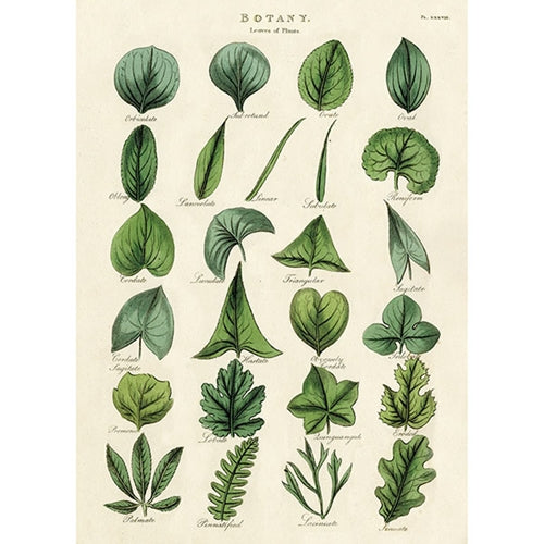 Cavallini Decorative Paper - Botany Leaves 20"x28" Sheet Cavallini Decorative Paper - Botany Leaves 20"x28" Sheet