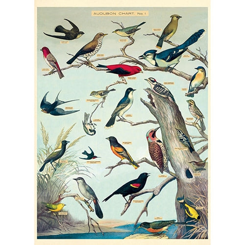 Cavallini Decorative Paper - Audubon Birds 20"x28" Sheet Cavallini Decorative Paper - Audubon Birds 20"x28" Sheet