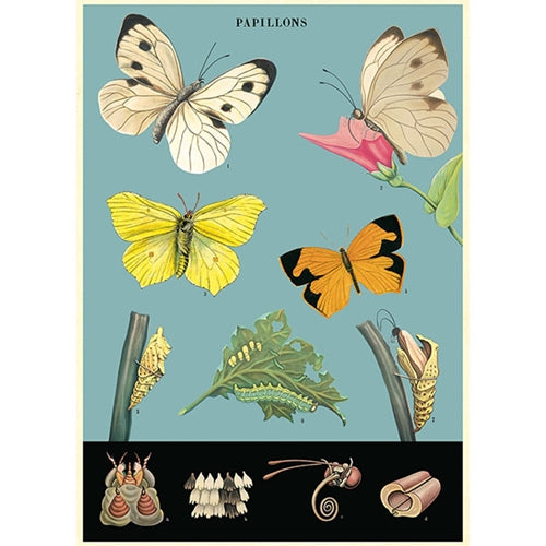 Cavallini Decorative Paper - Butterfly Chart 2 20"x28" Sheet Cavallini Decorative Paper - Butterfly Chart 2 20"x28" Sheet