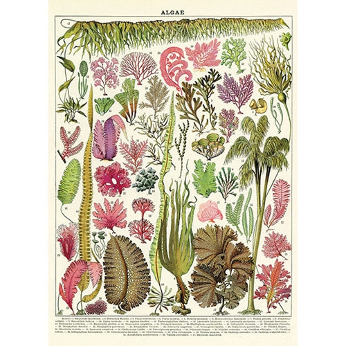 Cavallini Decorative Paper - Algae 20"x28" Sheet Cavallini Decorative Paper - Algae 20"x28" Sheet