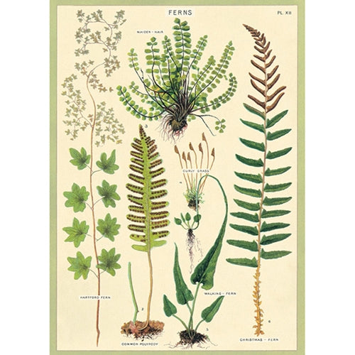 Cavallini Decorative Paper - Ferns 20"x28" Sheet