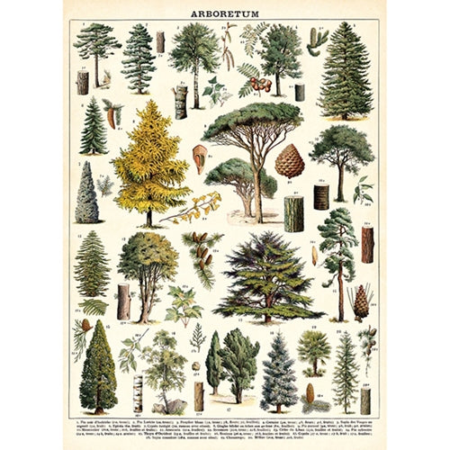 Cavallini Decorative Paper - Arboretum 20"x28" Sheet