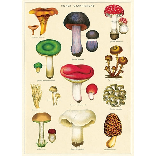 Cavallini Decorative Paper - Mushrooms 2 Wrap 20"x28" Sheet