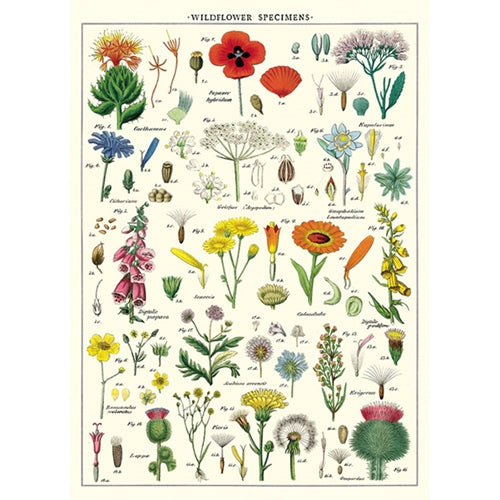 Cavallini Decorative Paper - Wildflowers 20"x28" Sheet