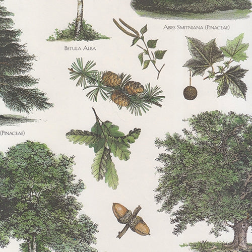 Tassotti Paper- Trees 19.5x27.5 Inch Sheet Tassotti Paper- Trees 19.5x27.5 Inch Sheet