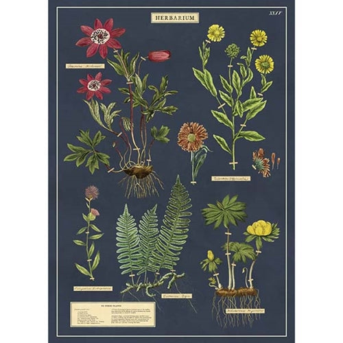 Cavallini Decorative Paper - Herbarium 20"x28" Sheet Cavallini Decorative Paper - Herbarium 20"x28" Sheet