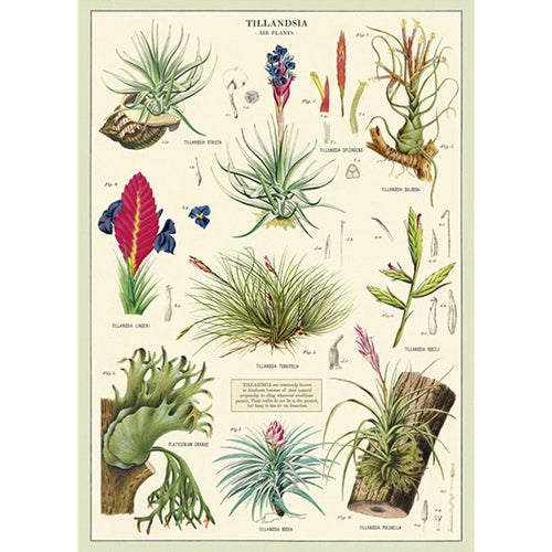 Cavallini Decorative Paper - Air Plants 20"x28" Sheet Cavallini Decorative Paper - Air Plants 20"x28" Sheet