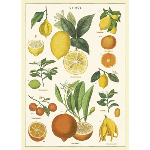 Cavallini Decorative Paper - Citrus 20"x28" Sheet Cavallini Decorative Paper - Citrus 20"x28" Sheet