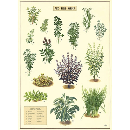 Cavallini Decorative Paper - Kitchen Herbs 20"x28" Sheet Cavallini Decorative Paper - Kitchen Herbs 20"x28" Sheet
