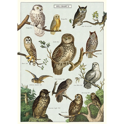 Cavallini Decorative Paper - Owl Chart 20"x28" Sheet Cavallini Decorative Paper - Owl Chart 20"x28" Sheet