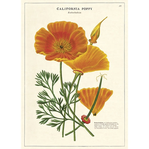 Cavallini Decorative Paper - California Poppy 20"x28" Sheet Cavallini Decorative Paper - California Poppy 20"x28" Sheet