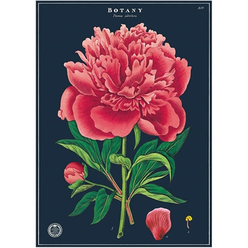 Cavallini Decorative Paper - Botany Study 20"x28" Sheet *NEW!* Cavallini Decorative Paper - Botany Study 20"x28" Sheet
