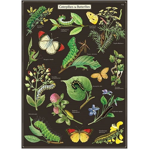 Cavallini Decorative Paper - Caterpillars & Butterflies 20"x28" Sheet *NEW!* Cavallini Decorative Paper - Caterpillars & Butterflies 20"x28" Sheet