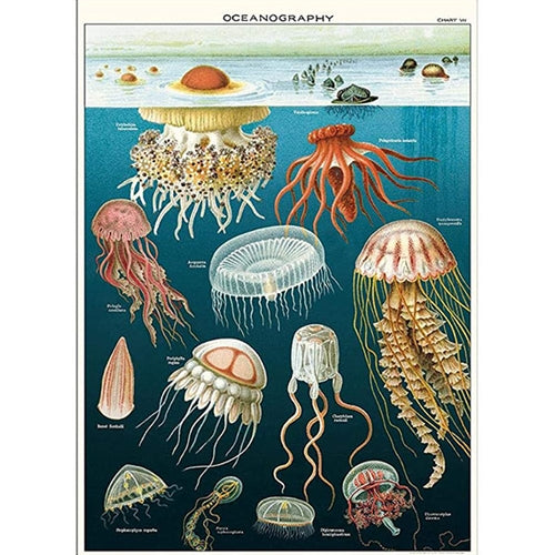 Cavallini Decorative Paper - Jellyfish 20"x28" Sheet *NEW!* Cavallini Decorative Paper - Jellyfish 20"x28" Sheet
