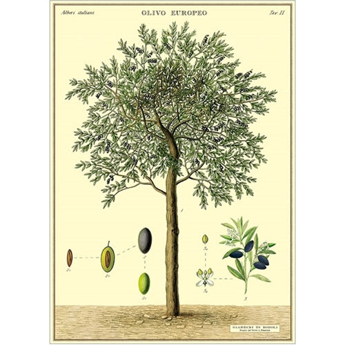 Cavallini Decorative Paper - Olive Tree 20"x28" Sheet *NEW!* Cavallini Decorative Paper - Olive Tree 20"x28" Sheet 