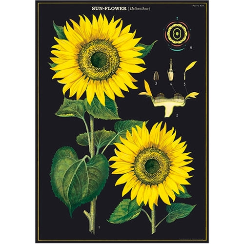 Cavallini Decorative Paper - Sunflower 20"x28" Sheet *NEW!* Cavallini Decorative Paper - Sunflower 20"x28" Sheet