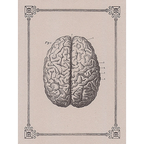 Rossi Limited Edition Letterpress Gift Card- The Human Brain Rossi Limited Edition Letterpress Gift Card- The Human Brain