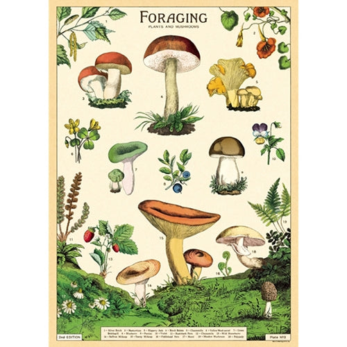 Cavallini Decorative Paper - Foraging 20"x28" Sheet  *NEW!* Cavallini Decorative Paper - Foraging 20"x28" Sheet