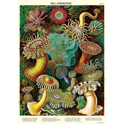 Cavallini Decorative Paper - Sea Anemones 20"x28" Sheet *NEW!* Cavallini Decorative Paper - Sea Anemones 20"x28" Sheet