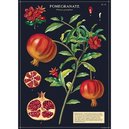 Cavallini Decorative Paper - Pomegranate 20"x28" Sheet Cavallini Decorative Paper - Pomegranate 20"x28" Sheet