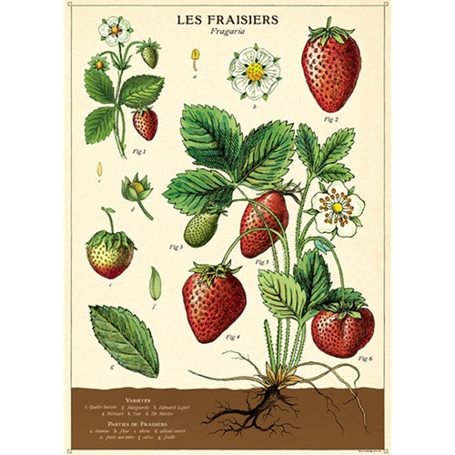 Cavallini Decorative Paper - Strawberries 20"x28" Sheet Cavallini Decorative Paper - Strawberries 20"x28" Sheet