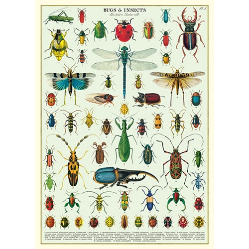 Cavallini Decorative Paper - Bugs and Insects 20"x28" Sheet **NEW!** Cavallini Decorative Paper - Bugs and Insects 20"x28" Sheet