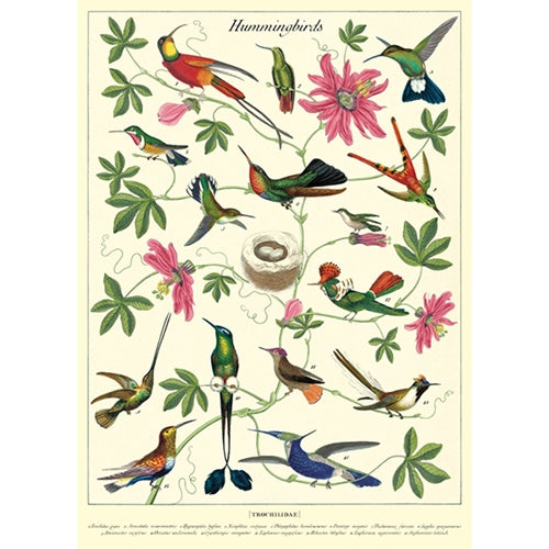 Cavallini Decorative Paper - Hummingbirds 20"x28" Sheet Cavallini Decorative Paper - Hummingbirds 20"x28" Sheet