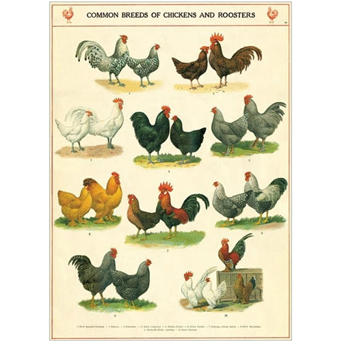 Cavallini Decorative Paper - Chickens & Roosters 20"x28" Sheet Cavallini Decorative Paper - Chickens & Roosters 20"x28" Sheet