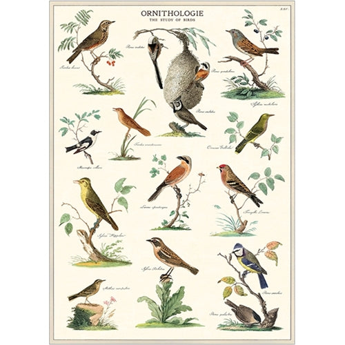 Cavallini Decorative Paper Sheets - Ornithology Cavallini Decorative Paper - Ornithology 20"x28" Sheet