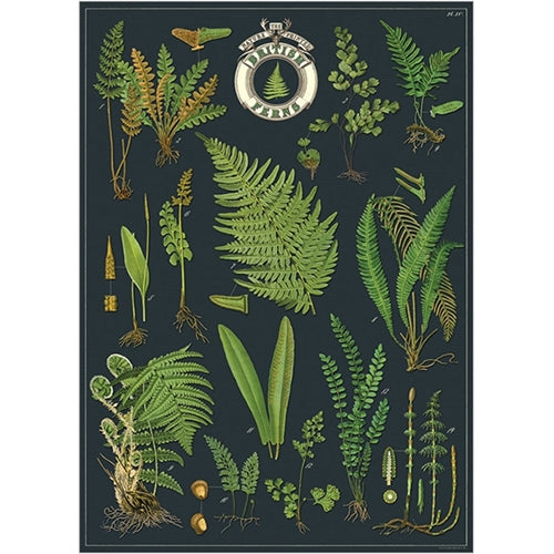 Cavallini Decorative Paper - British Ferns 20"x28" Sheet Cavallini Decorative Paper - British Ferns 20"x28" Sheet