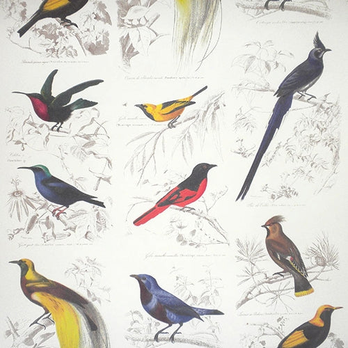 Rossi Decorative Paper from Italy- Birds 28x40 Inch Sheet Rossi Decorative Paper from Italy- Birds 28x40 Inch Sheet