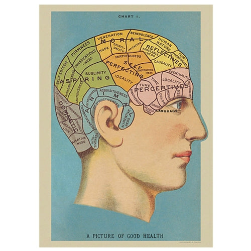 Cavallini Decorative Paper Sheet - Phrenology (Brain)  Cavallini Decorative Paper - Phrenology (Brain) 20"x28" Sheet
