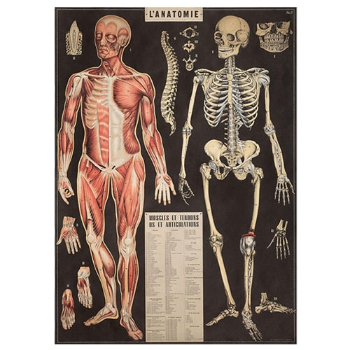 Cavallini Decorative Paper Sheet - L'Anatomie  Cavallini Decorative Paper - L'Anatomie 20"x28" Sheet