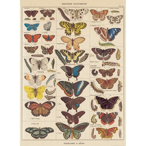 Cavallini Decorative Paper - Natural History Butterflies 20"x28" Sheet Cavallini Decorative Paper - Natural History Butterflies 20"x28" Sheet