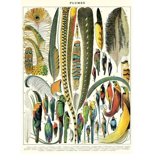Cavallini Decorative Paper - Plumes 20"x28" Sheet Cavallini Decorative Paper - Plumes 20"x28" Sheet