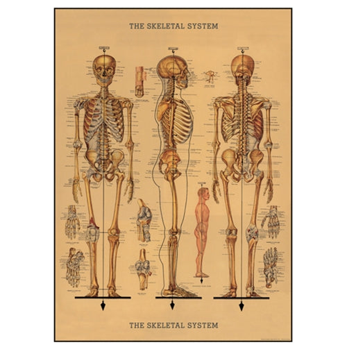 Cavallini Decorative Paper - Skeleton Chart 20"x28" Sheet Cavallini Decorative Paper - Skeleton Chart 20"x28" Sheet